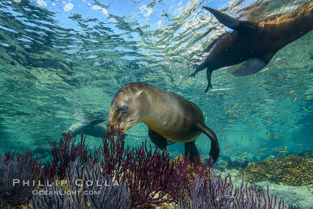 Sea Lions playing in shallow water, Los Islotes, Sea of Cortez. Baja California, Mexico, natural history stock photograph, photo id 32532