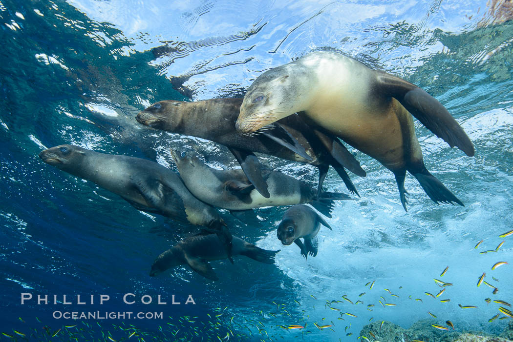 Sea Lions playing in shallow water, Los Islotes, Sea of Cortez. Baja California, Mexico, natural history stock photograph, photo id 32540