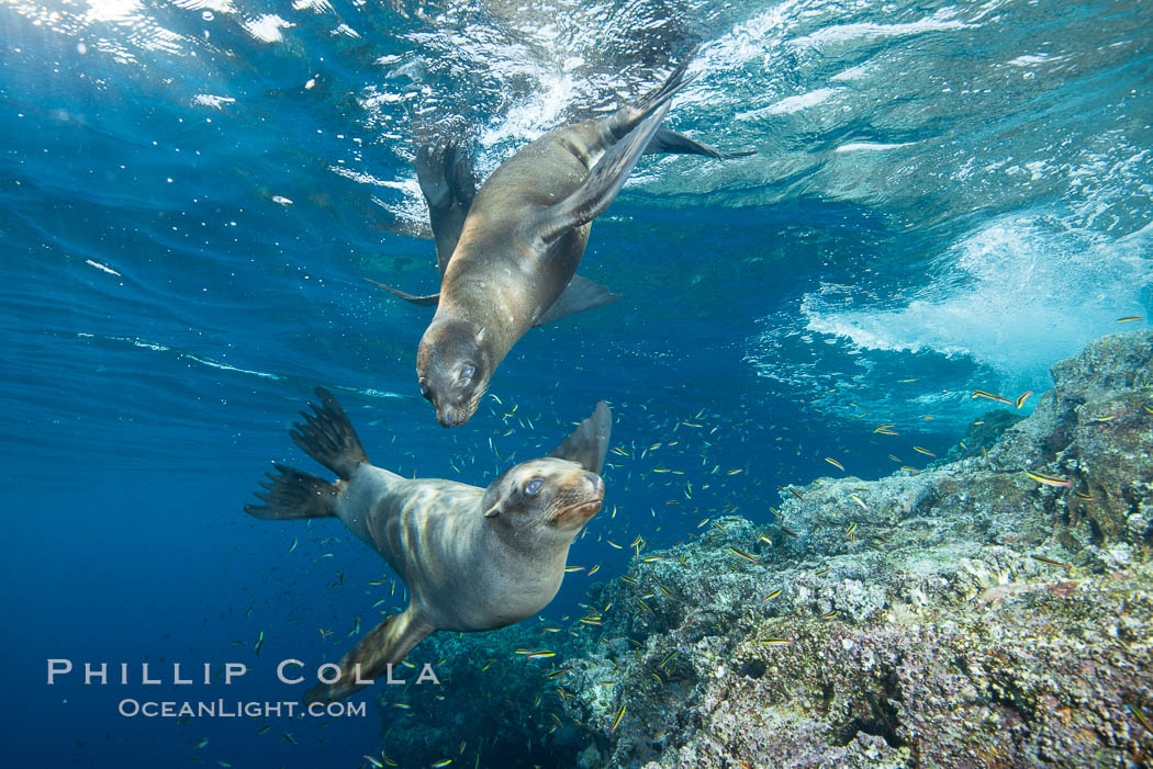 Sea Lions playing in shallow water, Los Islotes, Sea of Cortez. Baja California, Mexico, natural history stock photograph, photo id 32544