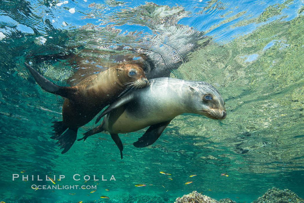 Sea Lions playing in shallow water, Los Islotes, Sea of Cortez. Baja California, Mexico, natural history stock photograph, photo id 32552