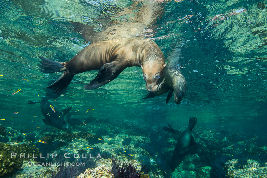 Sea Lions playing in shallow water, Los Islotes, Sea of Cortez. Baja California, Mexico, natural history stock photograph, photo id 32560