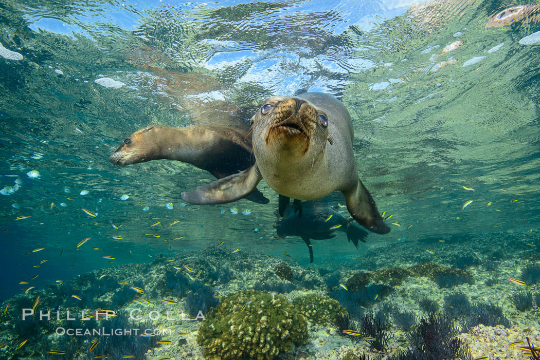 Sea Lions playing in shallow water, Los Islotes, Sea of Cortez. Baja California, Mexico, natural history stock photograph, photo id 32564