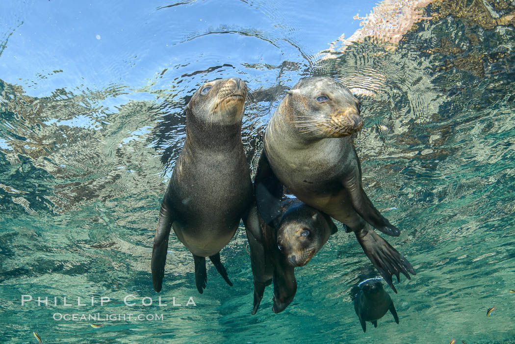 Sea Lions playing in shallow water, Los Islotes, Sea of Cortez. Baja California, Mexico, natural history stock photograph, photo id 32507