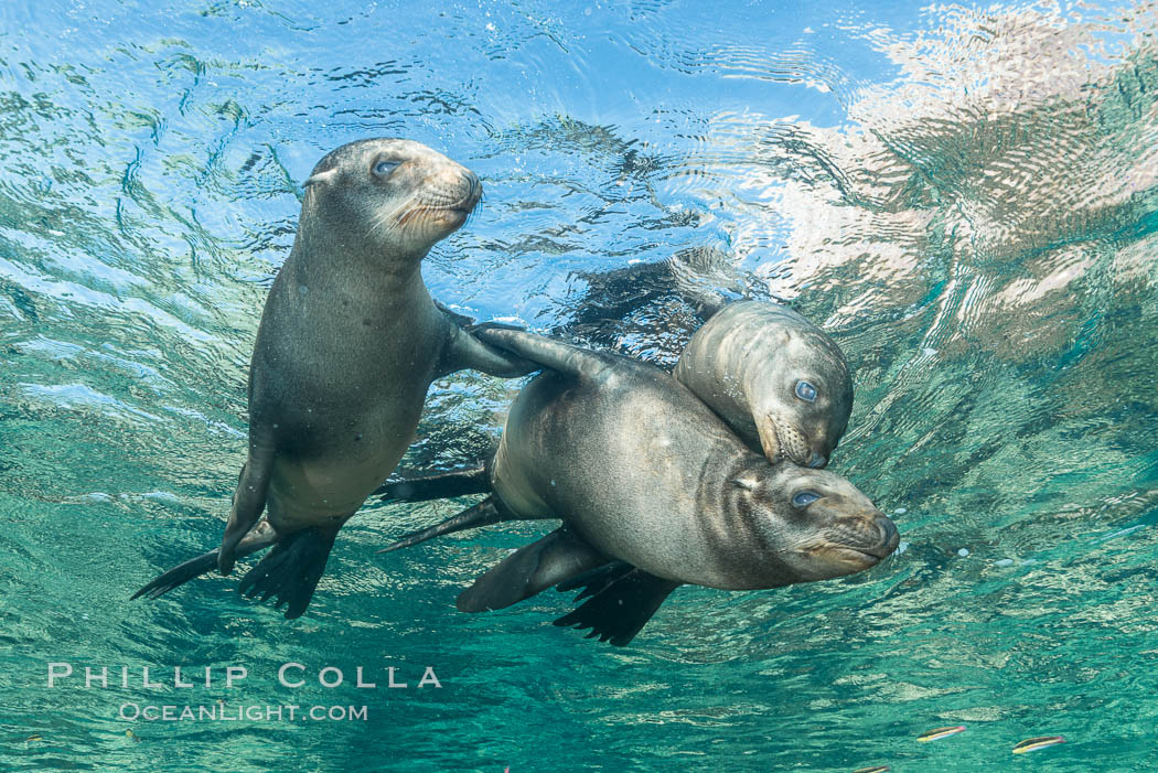 Sea Lions playing in shallow water, Los Islotes, Sea of Cortez. Baja California, Mexico, natural history stock photograph, photo id 32511