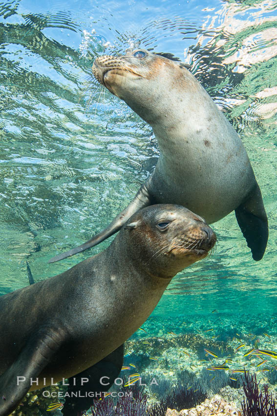 Sea Lions playing in shallow water, Los Islotes, Sea of Cortez. Baja California, Mexico, natural history stock photograph, photo id 32527