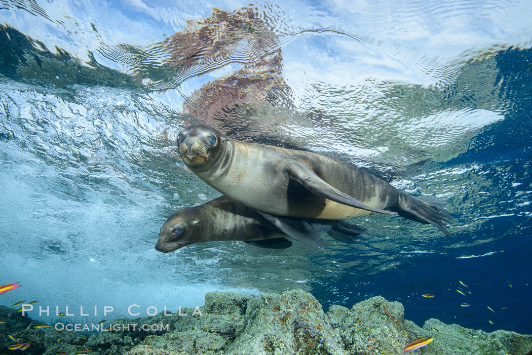 Sea Lions playing in shallow water, Los Islotes, Sea of Cortez. Baja California, Mexico, natural history stock photograph, photo id 32539