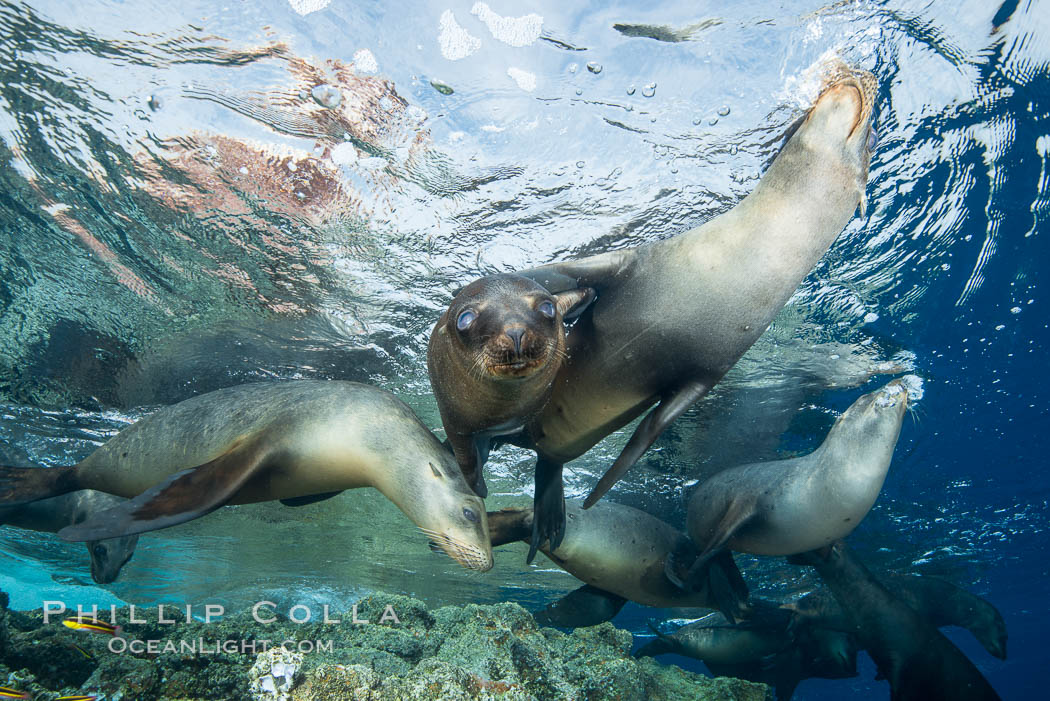 Sea Lions playing in shallow water, Los Islotes, Sea of Cortez. Baja California, Mexico, natural history stock photograph, photo id 32543