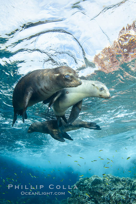 Sea Lions playing in shallow water, Los Islotes, Sea of Cortez. Baja California, Mexico, natural history stock photograph, photo id 32547