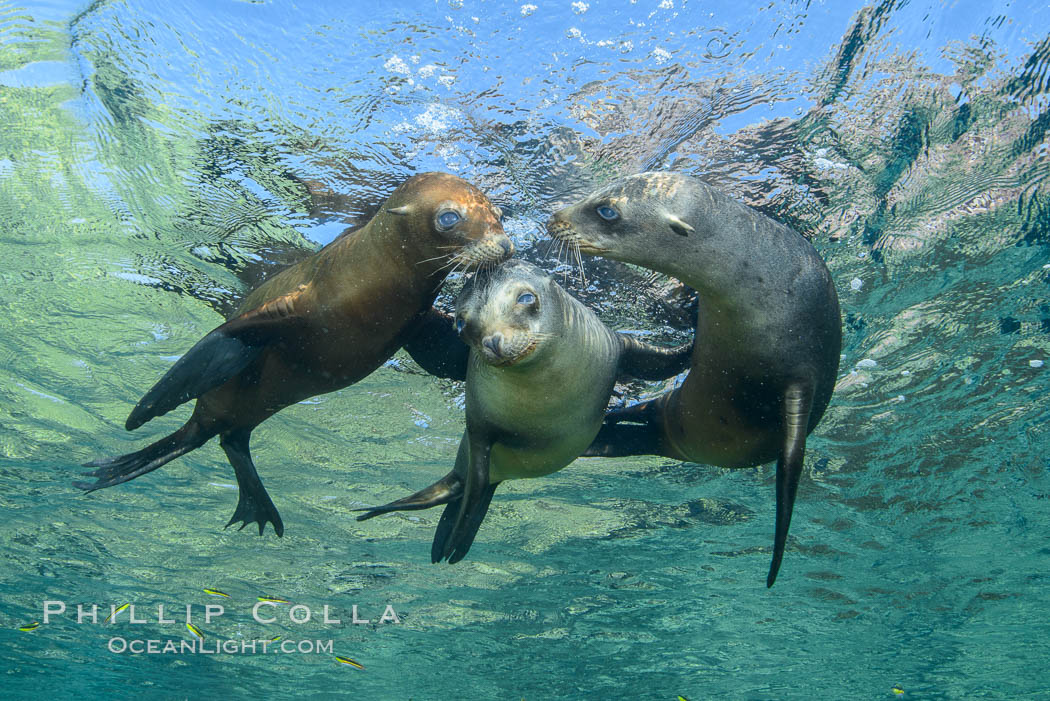 Sea Lions playing in shallow water, Los Islotes, Sea of Cortez. Baja California, Mexico, natural history stock photograph, photo id 32555