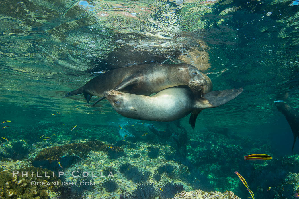 Sea Lions playing in shallow water, Los Islotes, Sea of Cortez. Baja California, Mexico, natural history stock photograph, photo id 32559