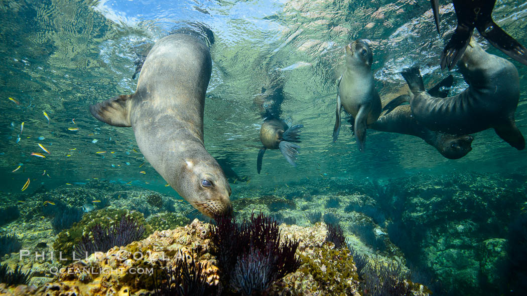 Sea Lions playing in shallow water, Los Islotes, Sea of Cortez. Baja California, Mexico, natural history stock photograph, photo id 32563