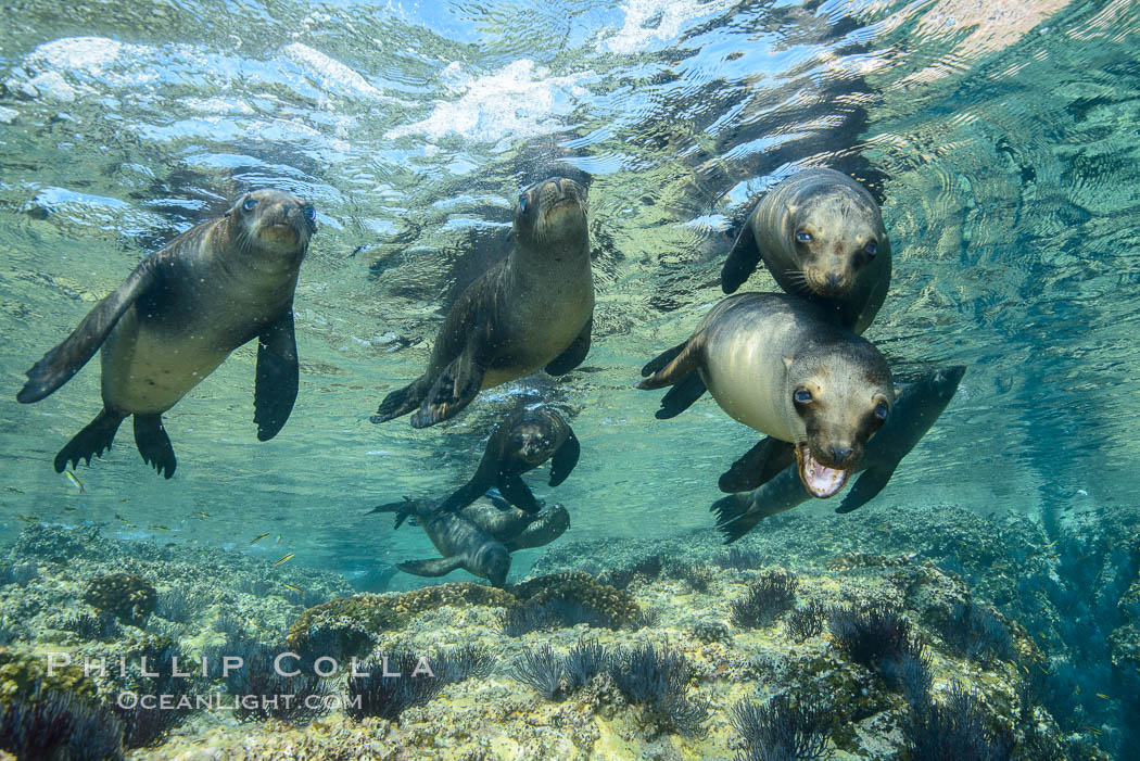 Sea Lions playing in shallow water, Los Islotes, Sea of Cortez. Baja California, Mexico, natural history stock photograph, photo id 32497