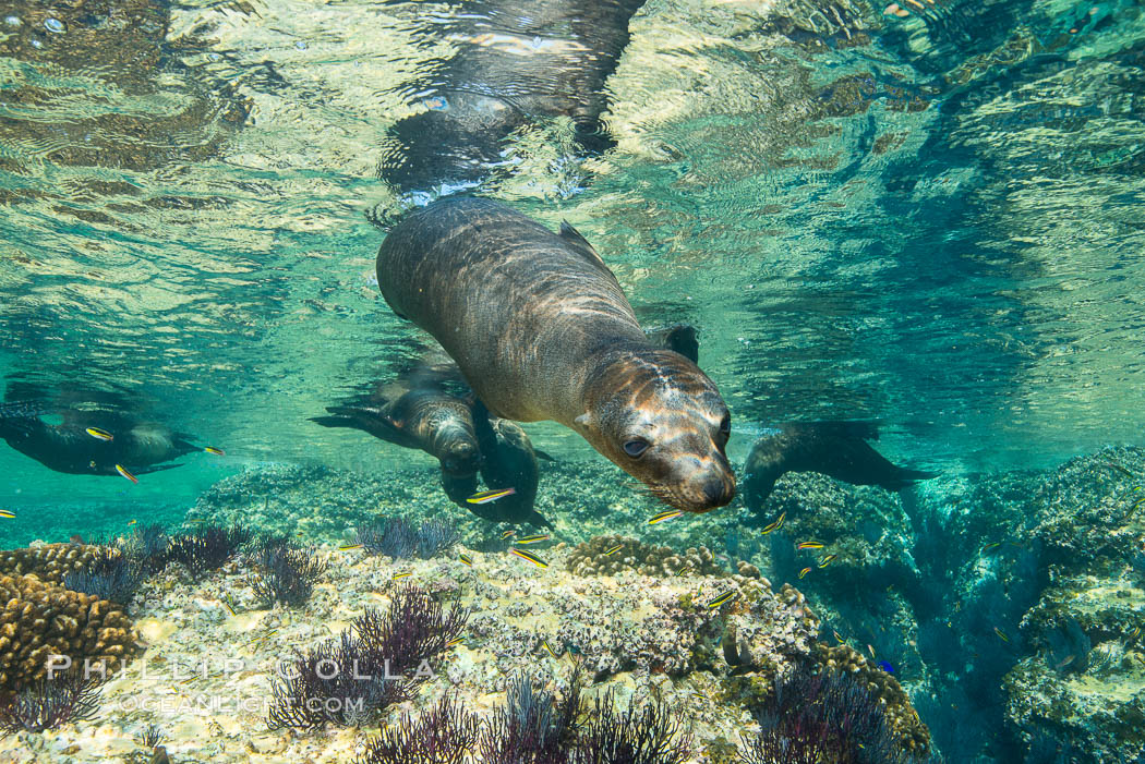 Sea Lions playing in shallow water, Los Islotes, Sea of Cortez. Baja California, Mexico, natural history stock photograph, photo id 32501