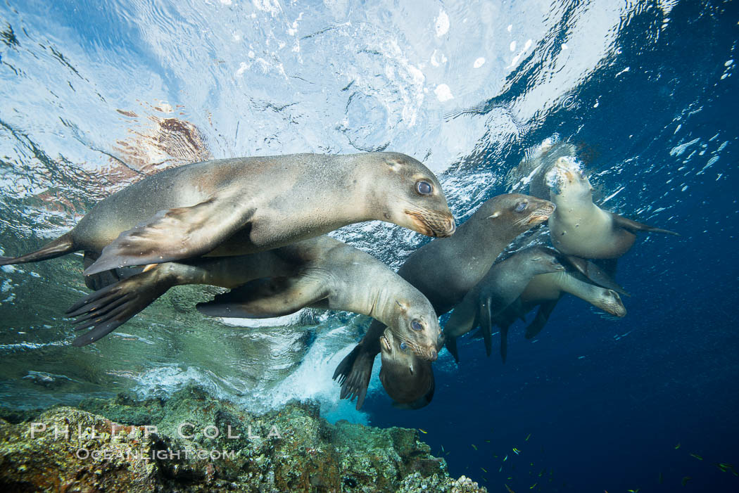 Sea Lions playing in shallow water, Los Islotes, Sea of Cortez. Baja California, Mexico, natural history stock photograph, photo id 32541