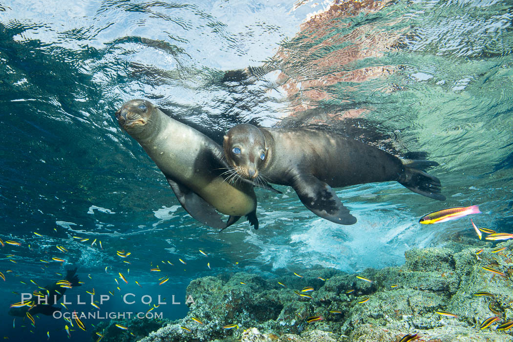 Sea Lions playing in shallow water, Los Islotes, Sea of Cortez. Baja California, Mexico, natural history stock photograph, photo id 32545