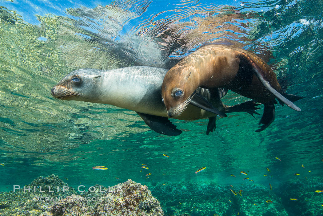 Sea Lions playing in shallow water, Los Islotes, Sea of Cortez. Baja California, Mexico, natural history stock photograph, photo id 32553