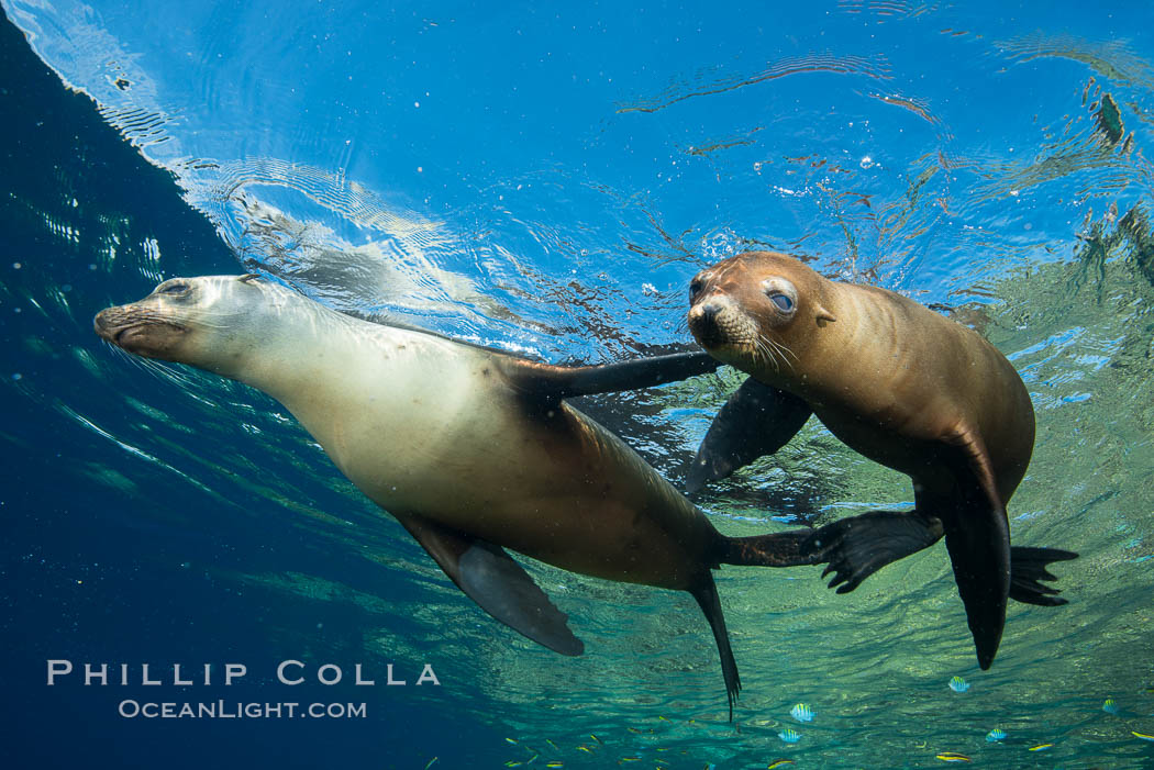 Sea Lions playing in shallow water, Los Islotes, Sea of Cortez. Baja California, Mexico, natural history stock photograph, photo id 32557