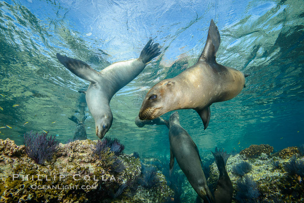 Sea Lions playing in shallow water, Los Islotes, Sea of Cortez. Baja California, Mexico, natural history stock photograph, photo id 32561