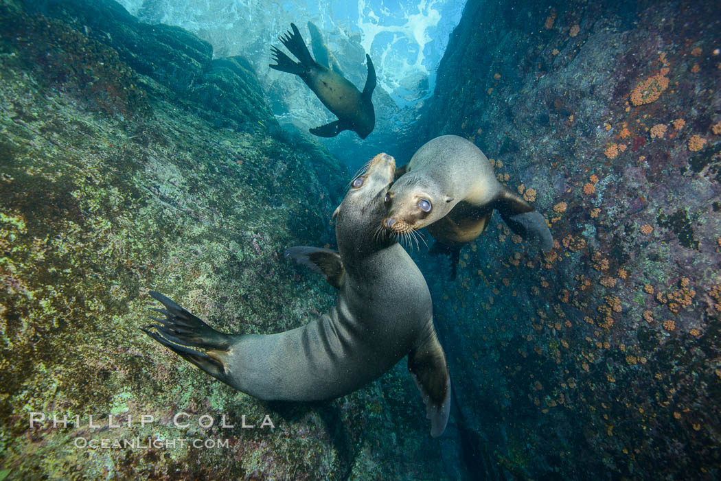 Sea Lions playing in shallow water, Los Islotes, Sea of Cortez. Baja California, Mexico, natural history stock photograph, photo id 32593