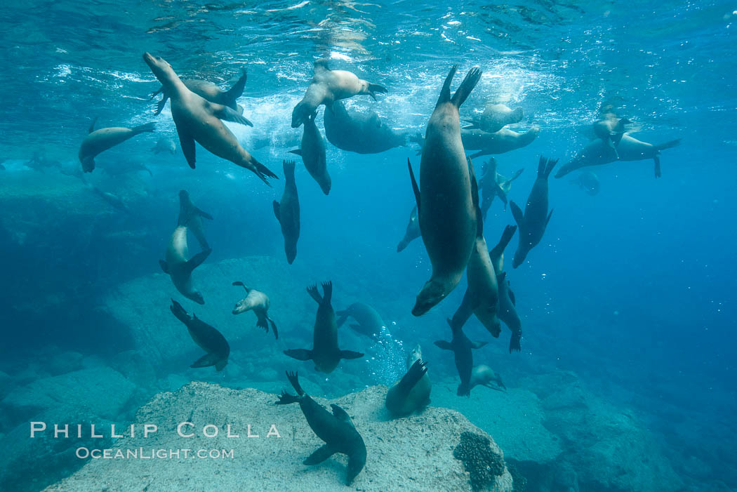 Sea Lions playing in shallow water, Los Islotes, Sea of Cortez. Baja California, Mexico, natural history stock photograph, photo id 32597