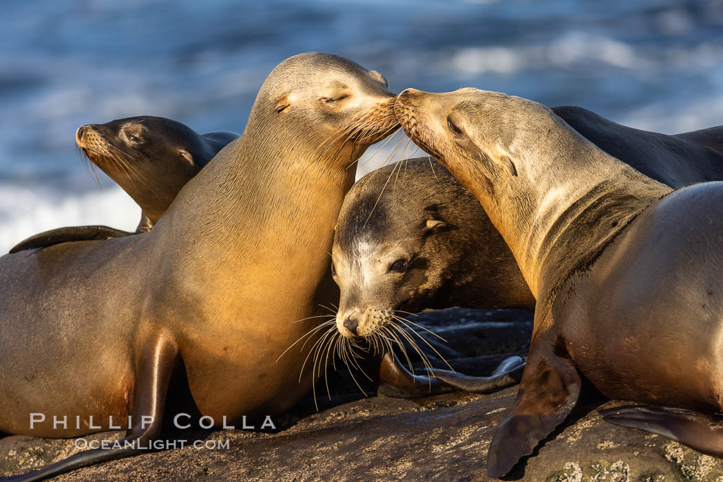 Sea lions resting and socializing in the morning sun. Sea lions are tactile creatures and spend much of their time in close physical contact, often nuzzling whiskers with each other, La Jolla, California