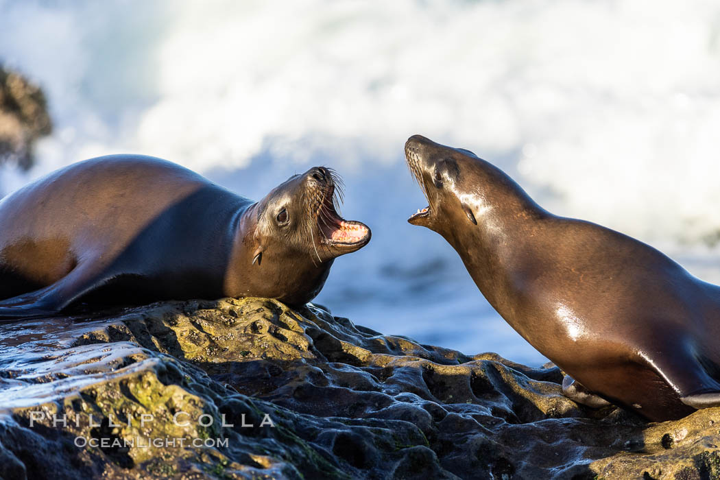 Sea lions resting and socializing in the morning sun. La Jolla, California, USA, Zalophus californianus, natural history stock photograph, photo id 37520