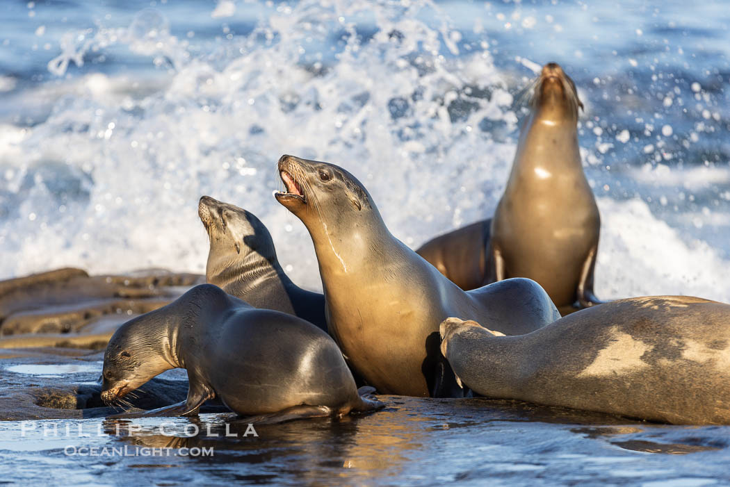 Sea lions resting and socializing in the morning sun., Zalophus californianus, natural history stock photograph, photo id 37527