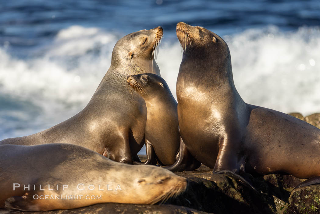 Sea lions resting and socializing in the morning sun. La Jolla, California, USA, Zalophus californianus, natural history stock photograph, photo id 37513