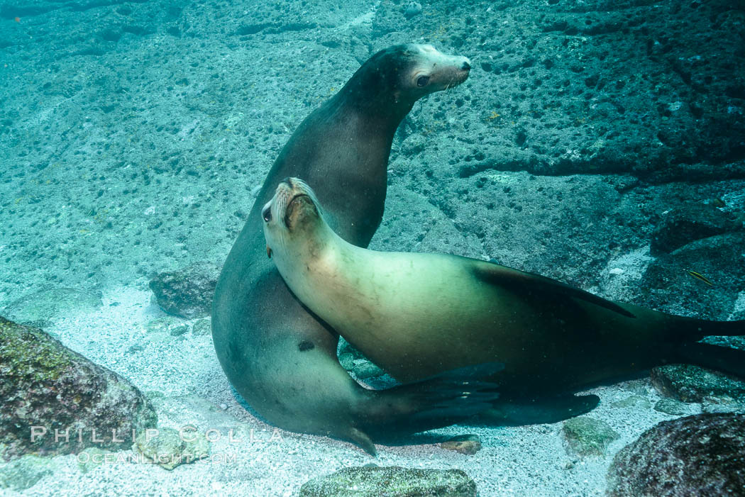 Sea lions resting and socializing underwater. Sea of Cortez, Baja California, Mexico, Zalophus californianus, natural history stock photograph, photo id 31299