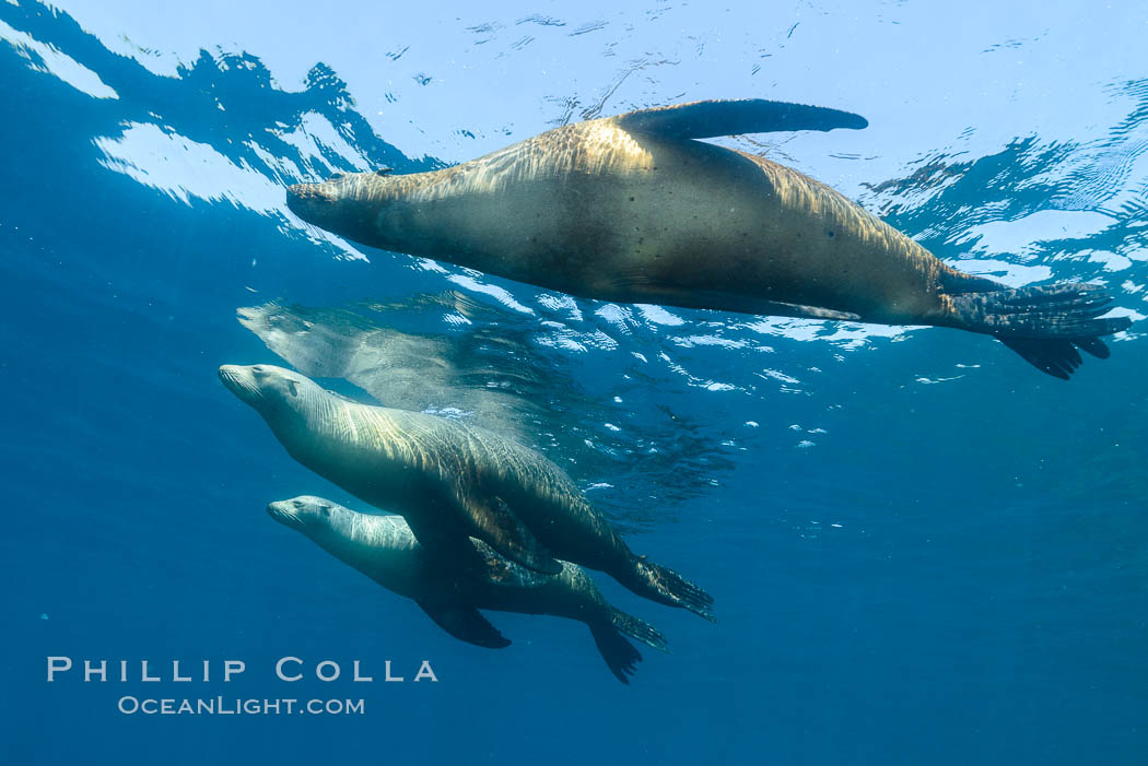Sea lions resting together at the ocean surface, from underwater. Sea of Cortez, Baja California, Mexico, Zalophus californianus, natural history stock photograph, photo id 31303