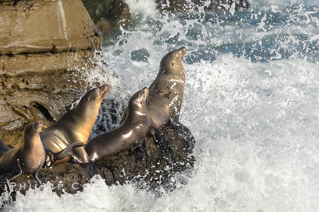 California sea lions hauled out on rocks in La Jolla Cove, splashed by huge waves