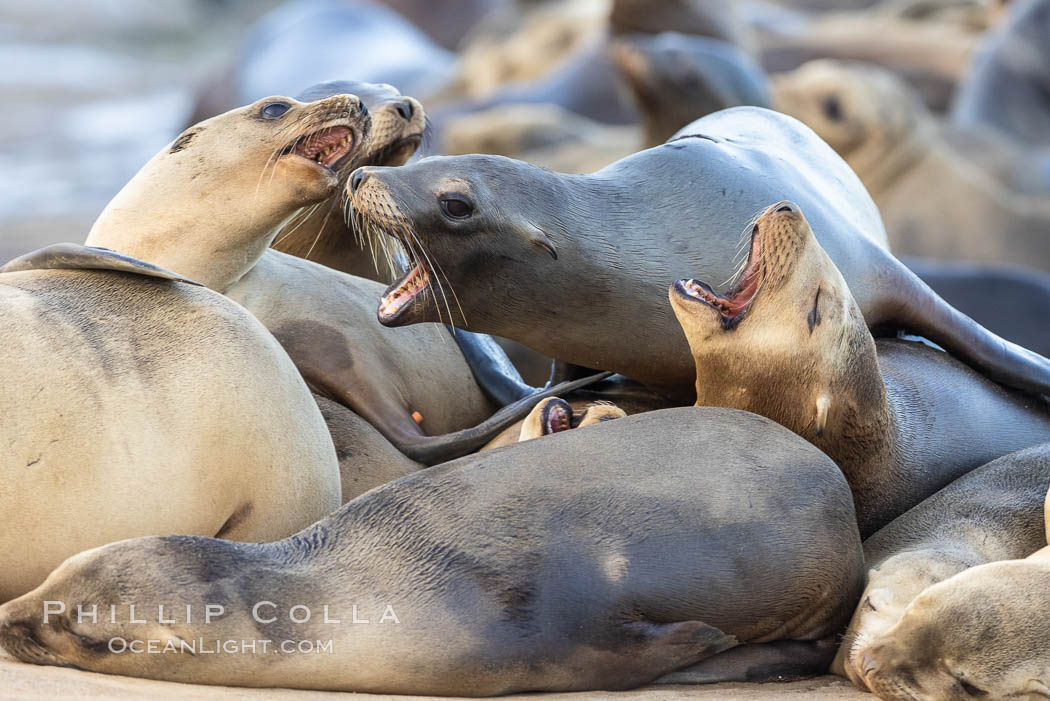 Sea Lions Socializing and Resting, La Jolla. California, USA, Zalophus californianus, natural history stock photograph, photo id 36806