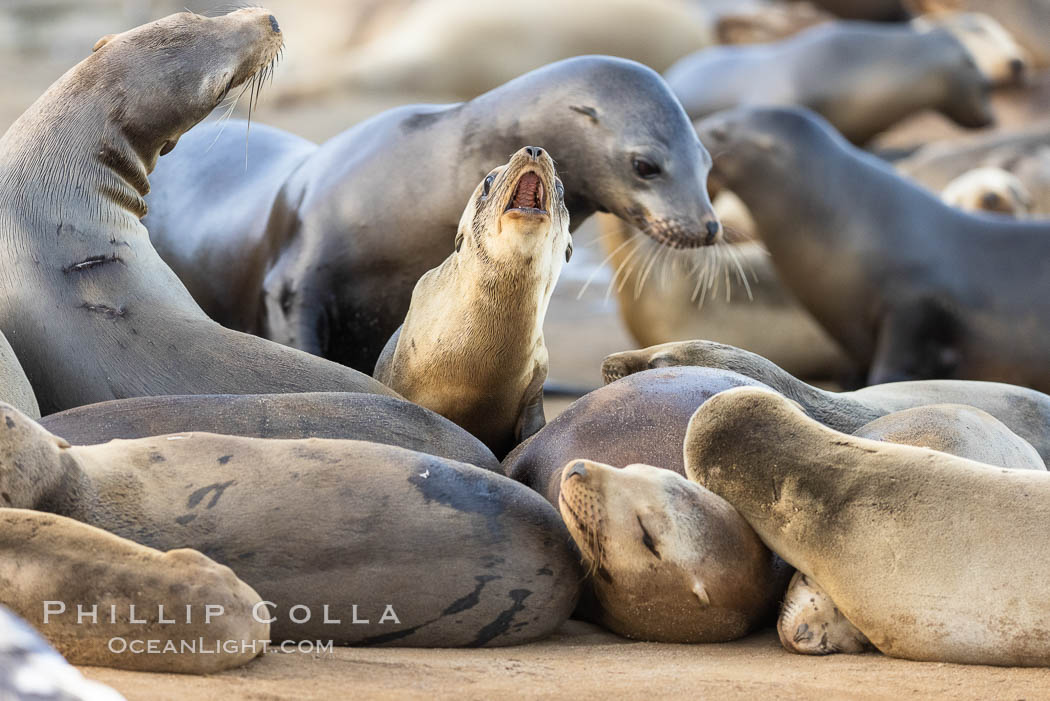 Sea Lions Socializing and Resting, La Jolla, Zalophus californianus Sea Lions Socializing and Resting, La Jolla, Zalophus californianus