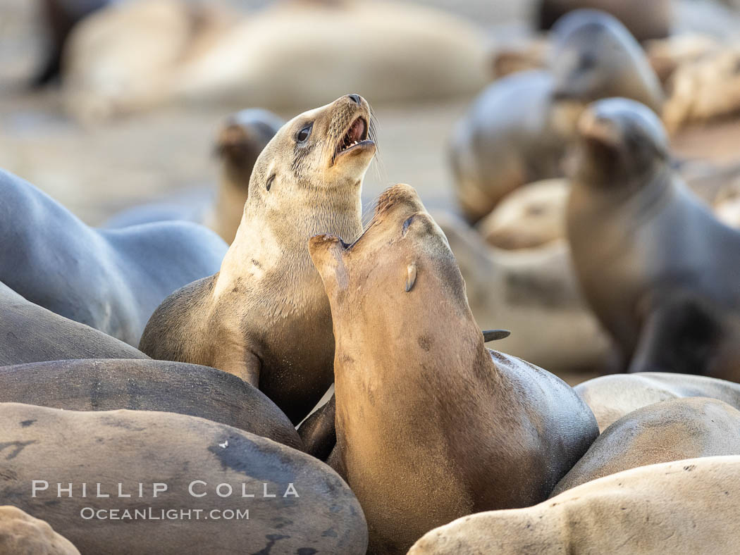 Sea Lions Socializing and Resting, La Jolla. California, USA, Zalophus californianus, natural history stock photograph, photo id 36809