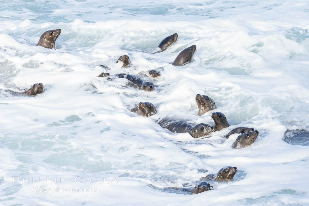 Sea Lions in the Surf and Waves, La Jolla, Zalophus californianus Sea Lions in the Surf and Waves, La Jolla, Zalophus californianus