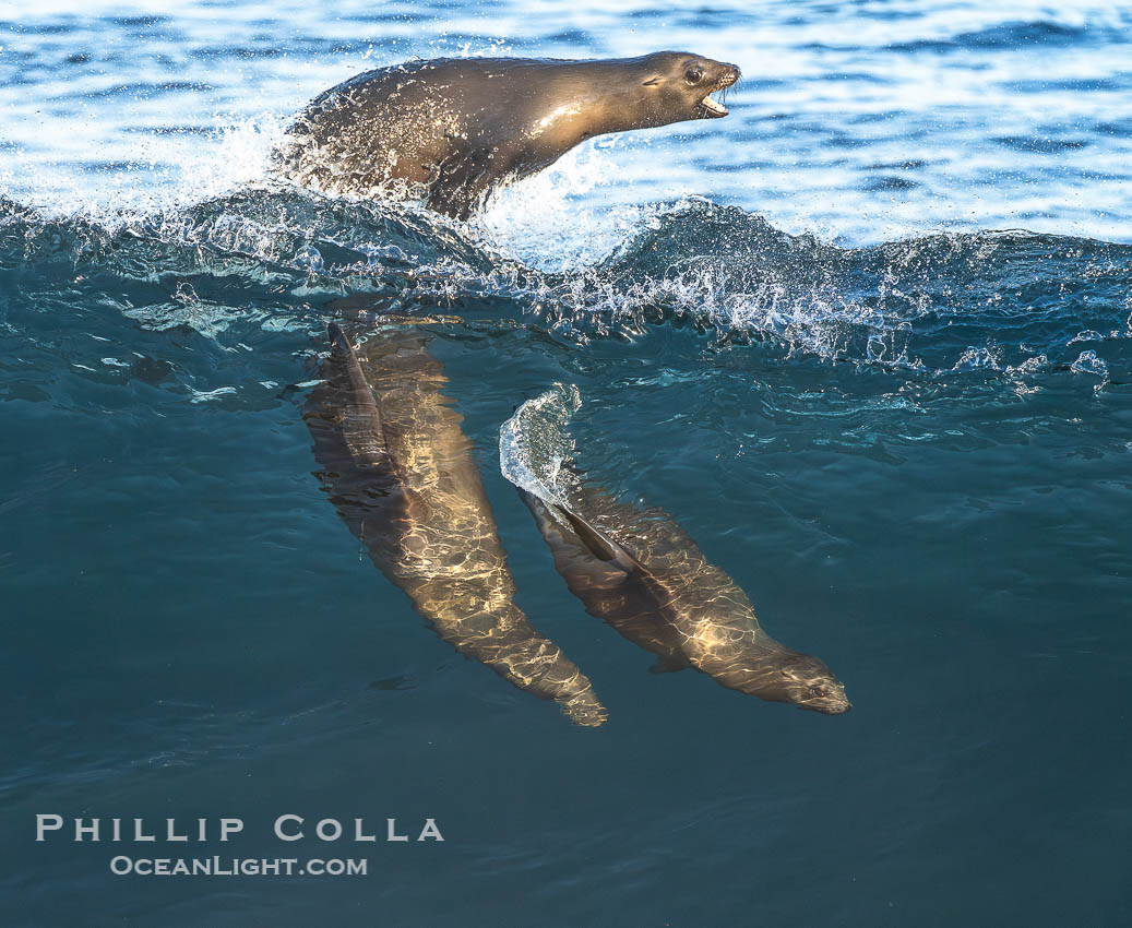 California sea lions surfing in a wave at La Jolla Cove, San Diego., Zalophus californianus, natural history stock photograph, photo id 40488