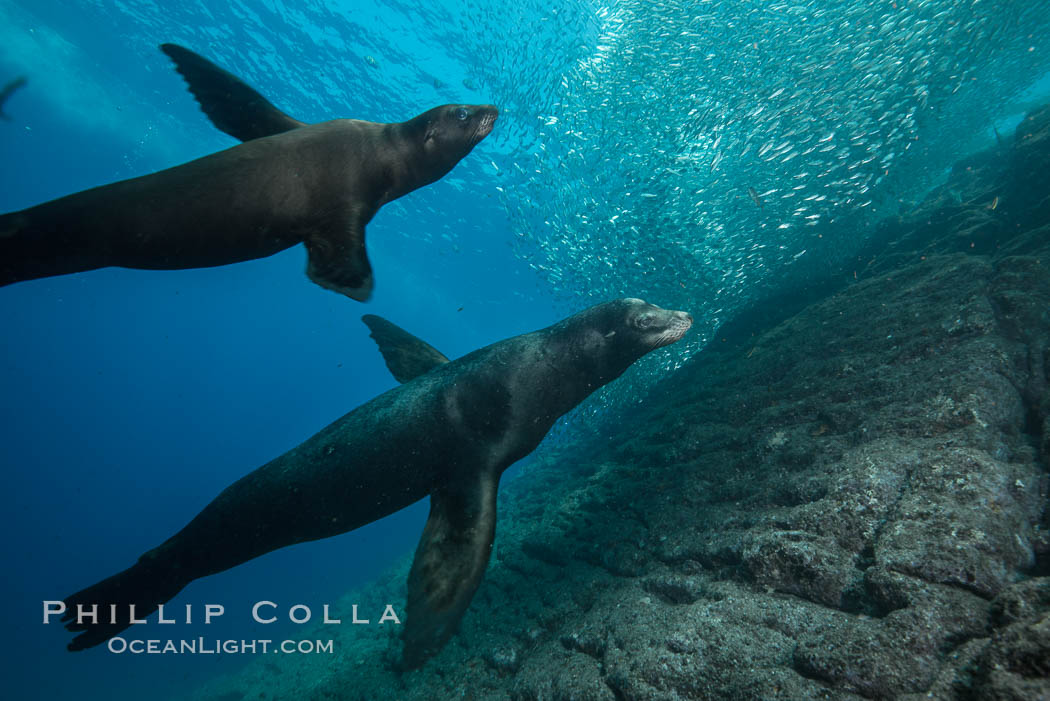 Sea lions underwater, adult male (right) and female. Sea of Cortez, Baja California, Mexico, Zalophus californianus, natural history stock photograph, photo id 31293