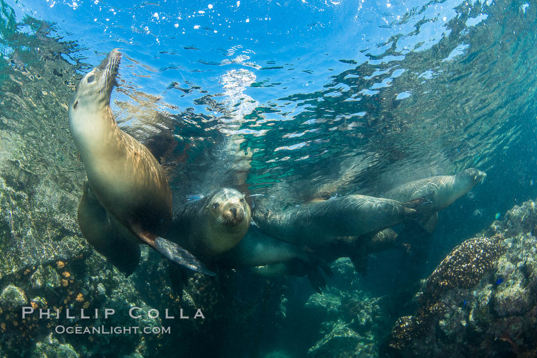 Sea Lions Underwater at Lobera San Rafaelito, Sea of Cortez. Baja California, Mexico, natural history stock photograph, photo id 33834