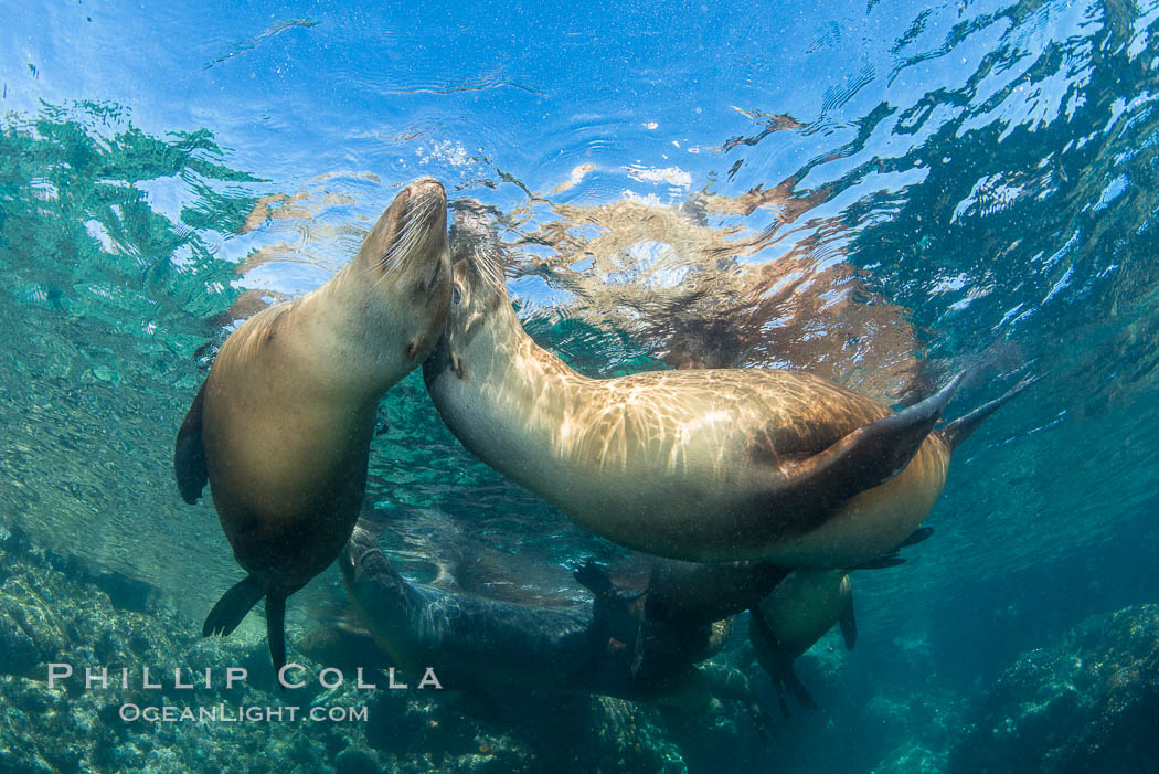 Sea Lions Underwater at Lobera San Rafaelito, Sea of Cortez. Baja California, Mexico, natural history stock photograph, photo id 33836