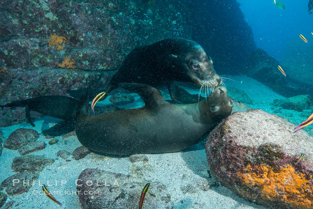 Sea lions underwater, male and female courting / socializing. Sea of Cortez, Baja California, Mexico, Zalophus californianus, natural history stock photograph, photo id 31294