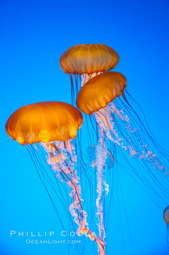 Sea nettles., Chrysaora fuscescens, natural history stock photograph, photo id 14090