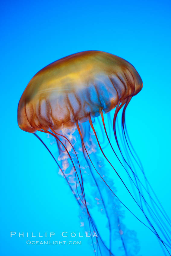 Sea nettle jellyfish., Chrysaora fuscescens, natural history stock photograph, photo id 21510