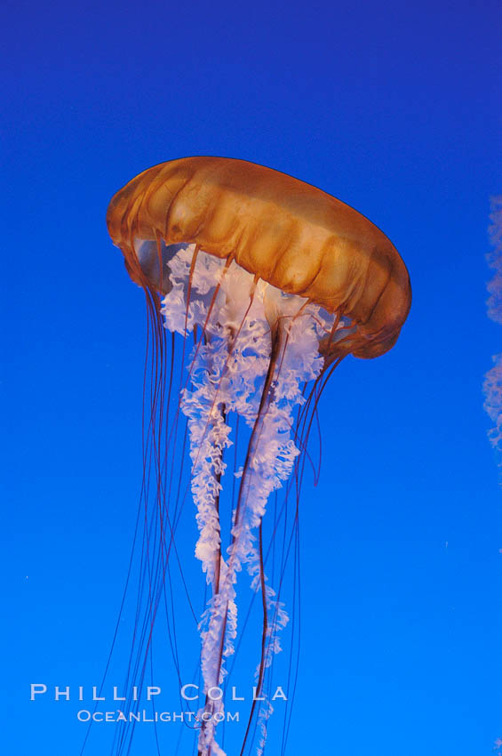 Sea nettles., Chrysaora fuscescens, natural history stock photograph, photo id 08956