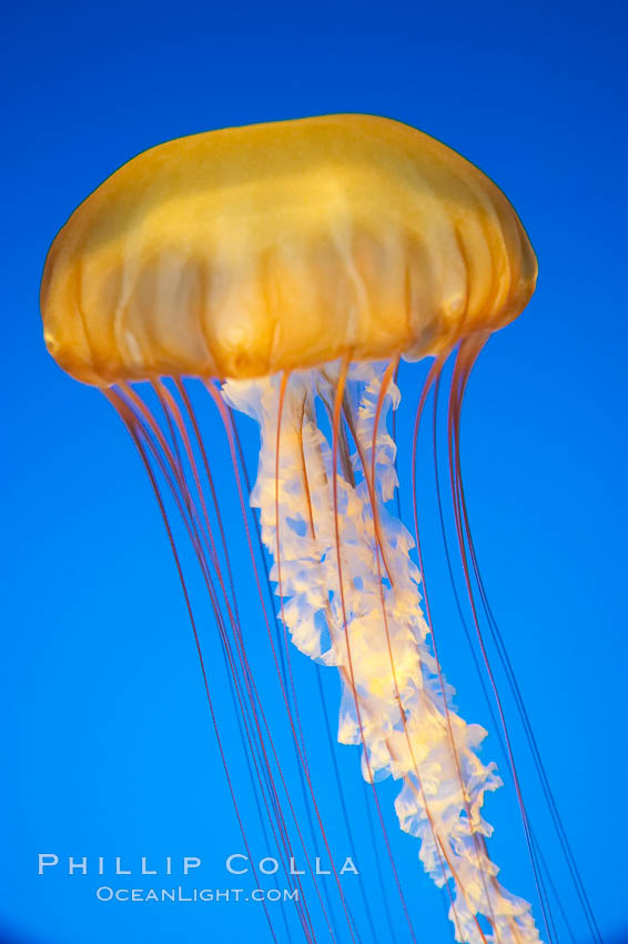 Sea nettles., Chrysaora fuscescens, natural history stock photograph, photo id 14084