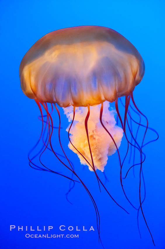 Sea nettles., Chrysaora fuscescens, natural history stock photograph, photo id 14928