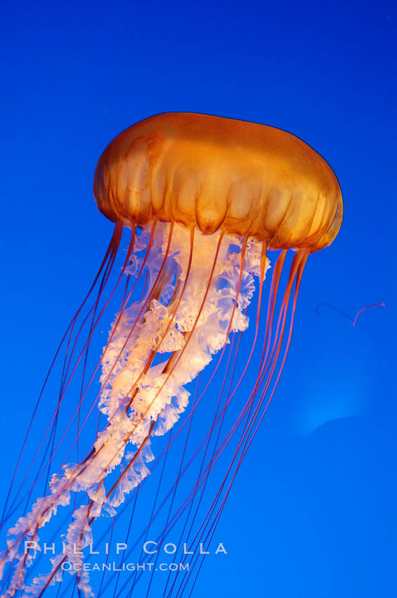 Sea nettles., Chrysaora fuscescens, natural history stock photograph, photo id 08959