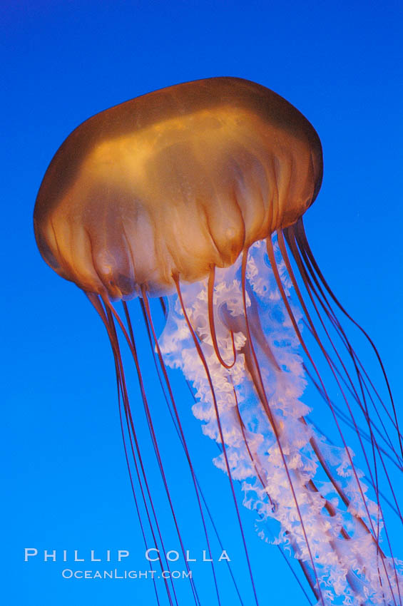 Sea nettles., Chrysaora fuscescens, natural history stock photograph, photo id 08953