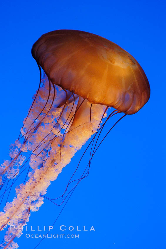 Sea nettles., Chrysaora fuscescens, natural history stock photograph, photo id 08965