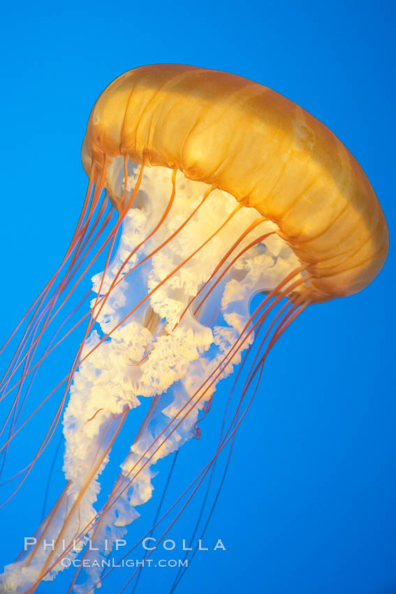 Sea nettles., Chrysaora fuscescens, natural history stock photograph, photo id 14081