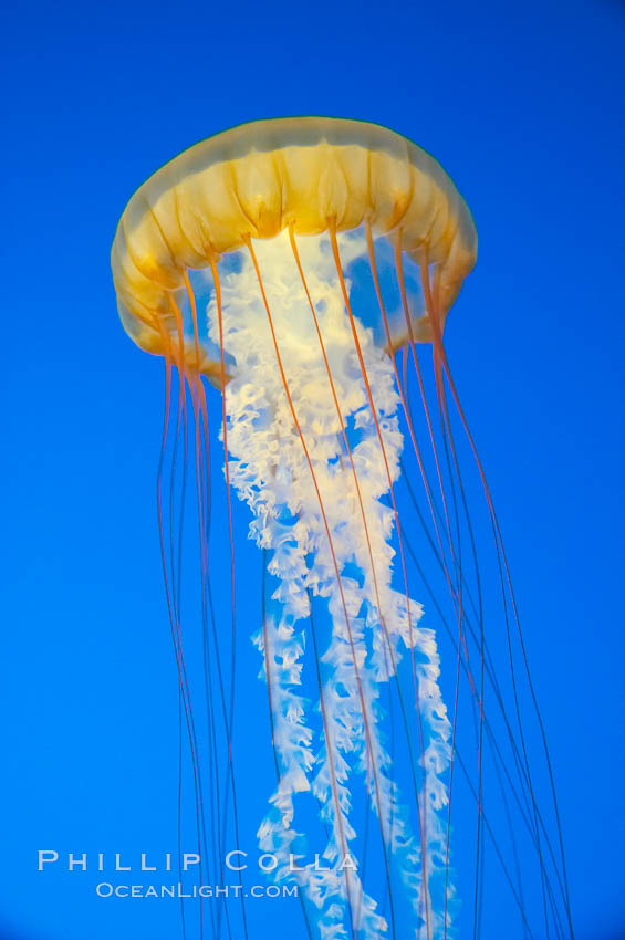 Sea nettles., Chrysaora fuscescens, natural history stock photograph, photo id 14093